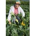NEW SEASONS COURGETTES  500 Grams NORTHLAND Grown